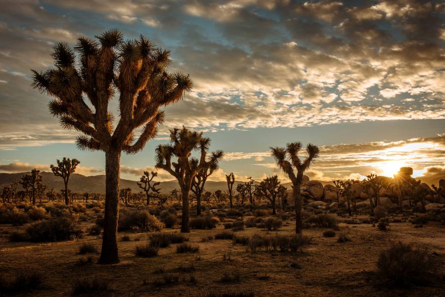 Joshua Tree desert at sunset
